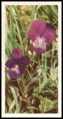 3 Wild Pansy